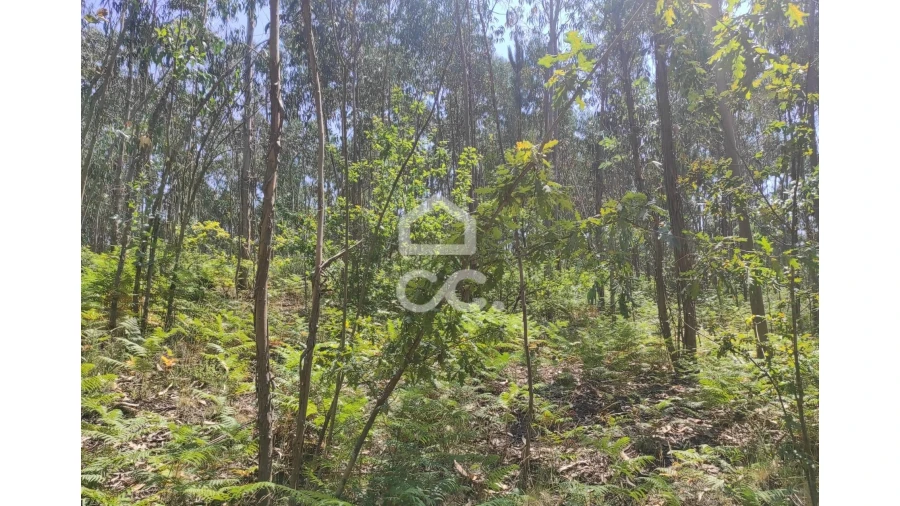 Terreno para Venda em Vale (São Cosme), Telhado e Portela Foto 11