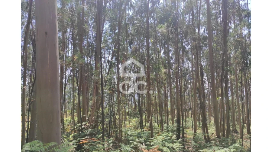 Terreno para Venda em Vale (São Cosme), Telhado e Portela Foto 6