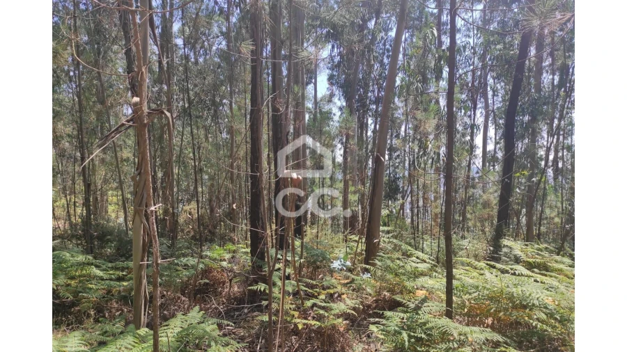 Terreno para Venda em Vale (São Cosme), Telhado e Portela Foto 10