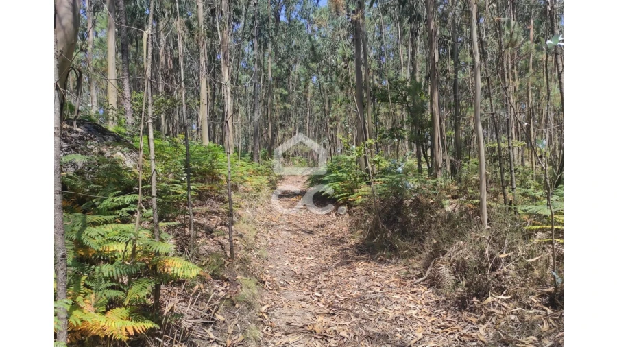 Terreno para Venda em Vale (São Cosme), Telhado e Portela Foto 14