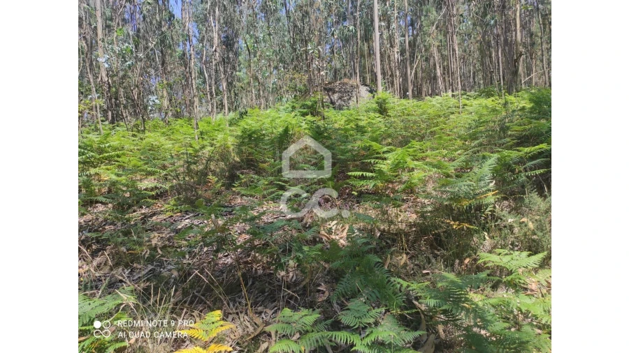 Terreno para Venda em Vale (São Cosme), Telhado e Portela Foto 8