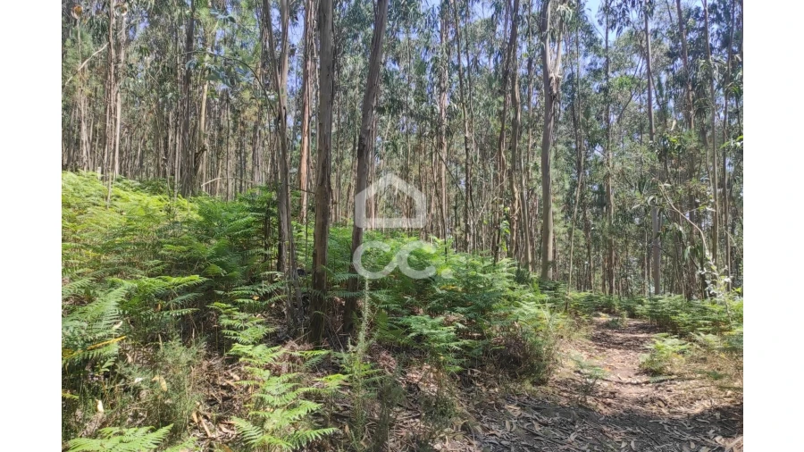Terreno para Venda em Vale (São Cosme), Telhado e Portela Foto 15