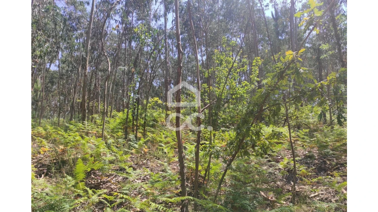Terreno para Venda em Vale (São Cosme), Telhado e Portela Foto 7