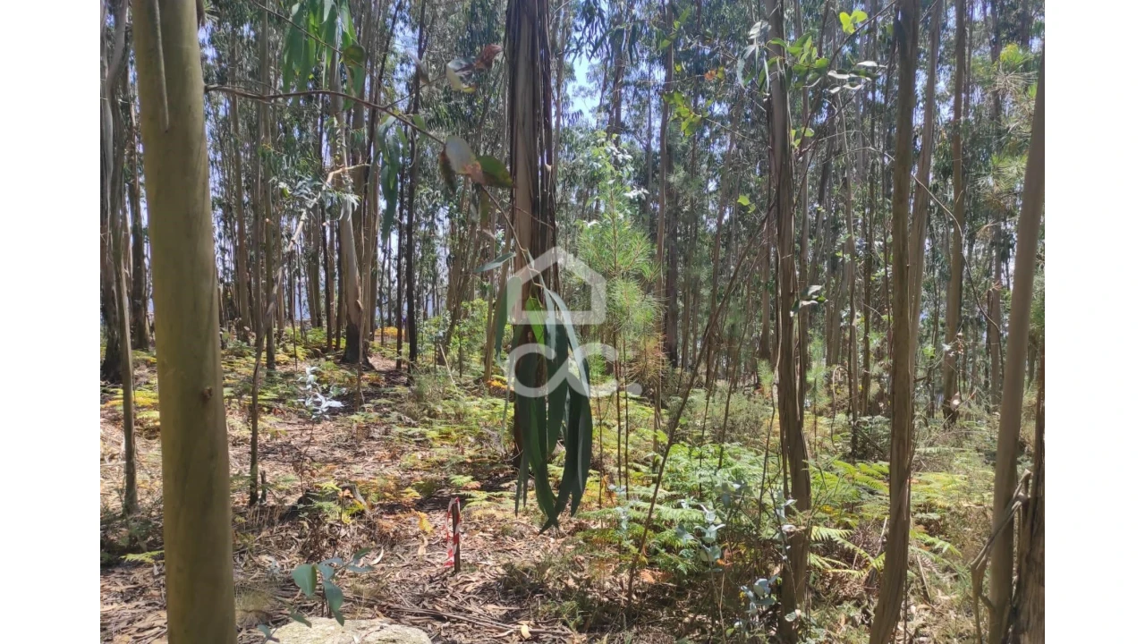 Terreno para Venda em Vale (São Cosme), Telhado e Portela Foto 13