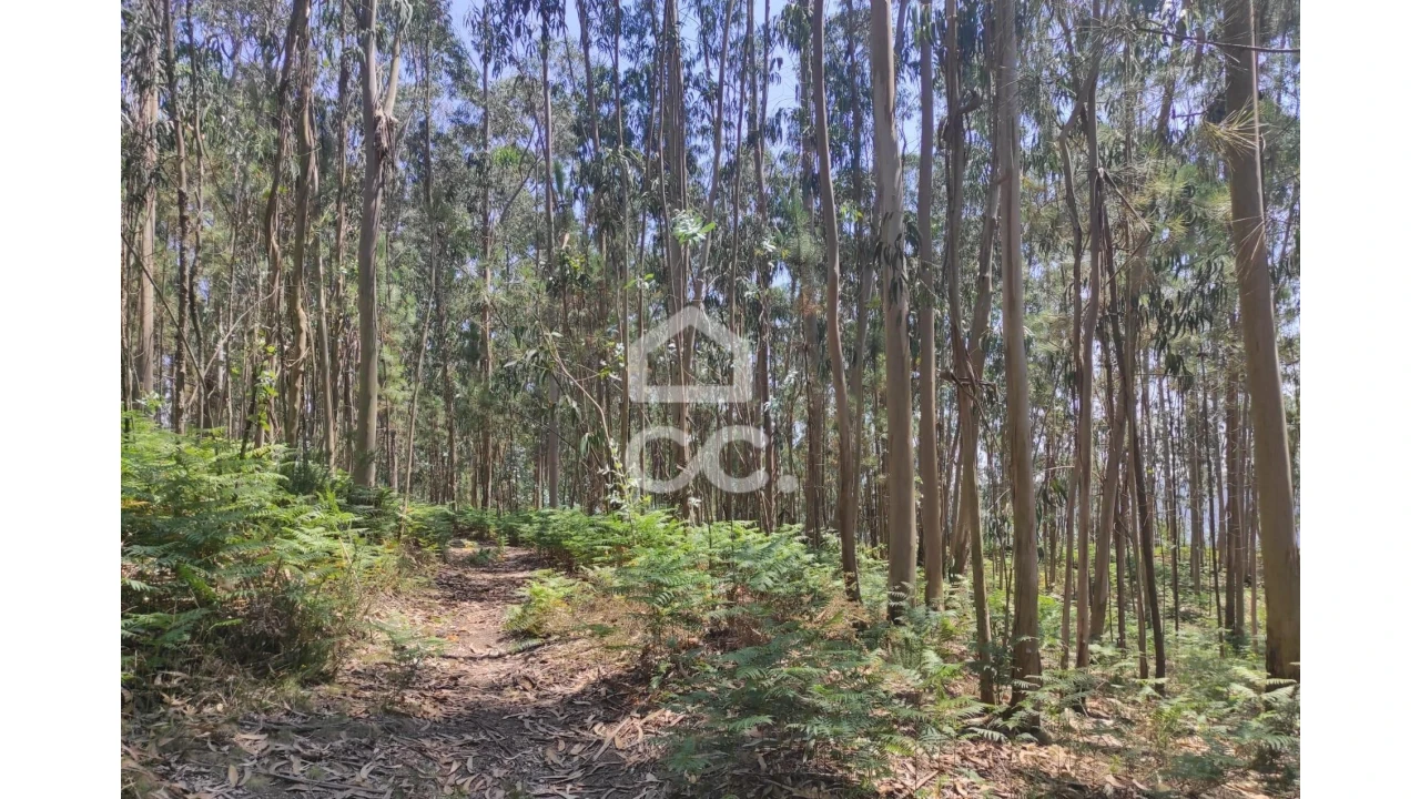 Terreno para Venda em Vale (São Cosme), Telhado e Portela Foto 9