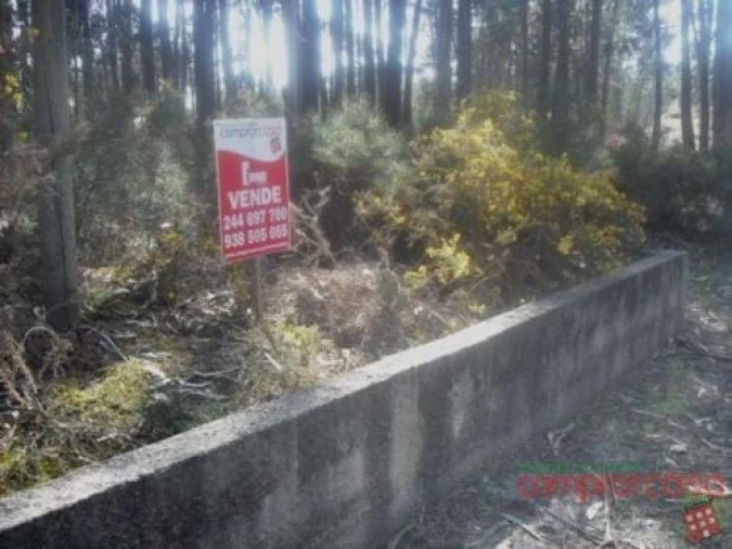 Terreno para Venda em Vieira de Leiria Foto 5