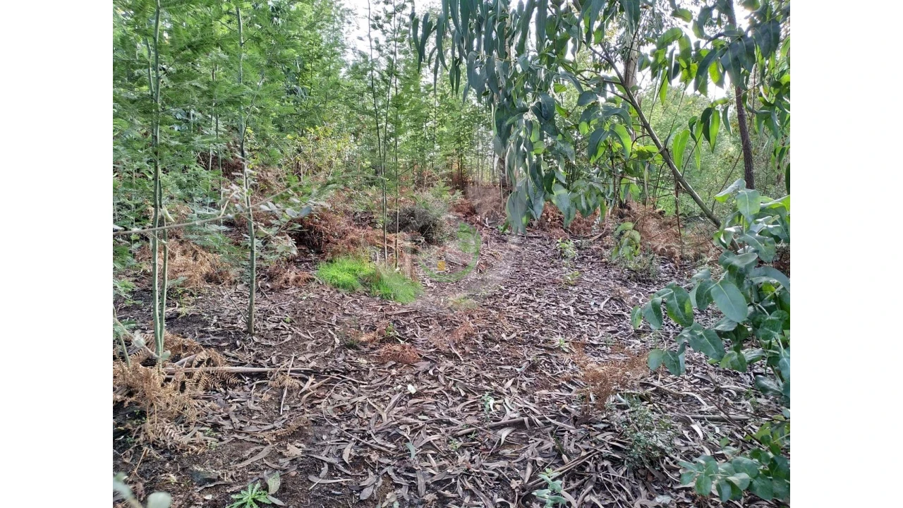 Terreno para Venda em Turiz Foto 6