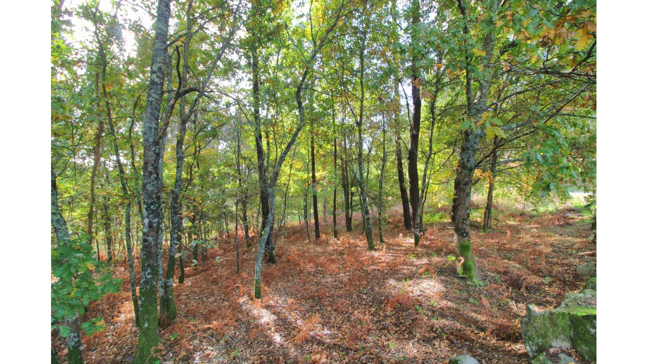 Terreno para Venda em Pico Foto 5