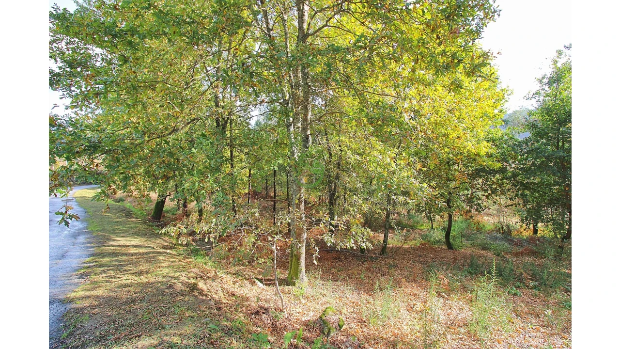 Terreno para Venda em Pico Foto 3