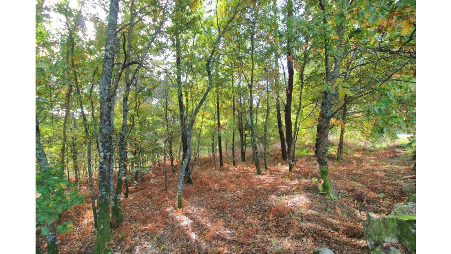 Terreno para Venda em Pico Foto 5