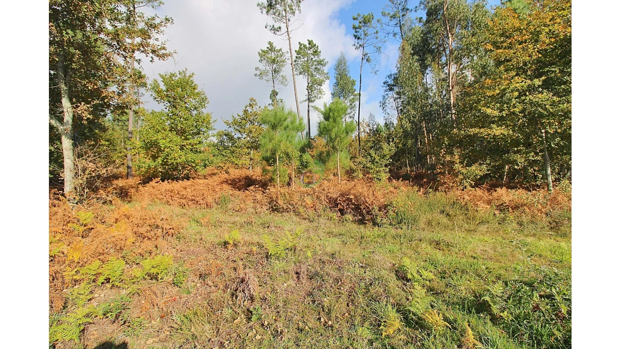 Terreno para Venda em Pico Foto 5