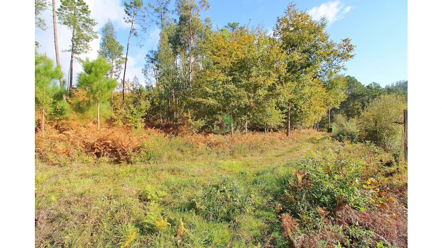 Terreno para Venda em Pico Foto 6
