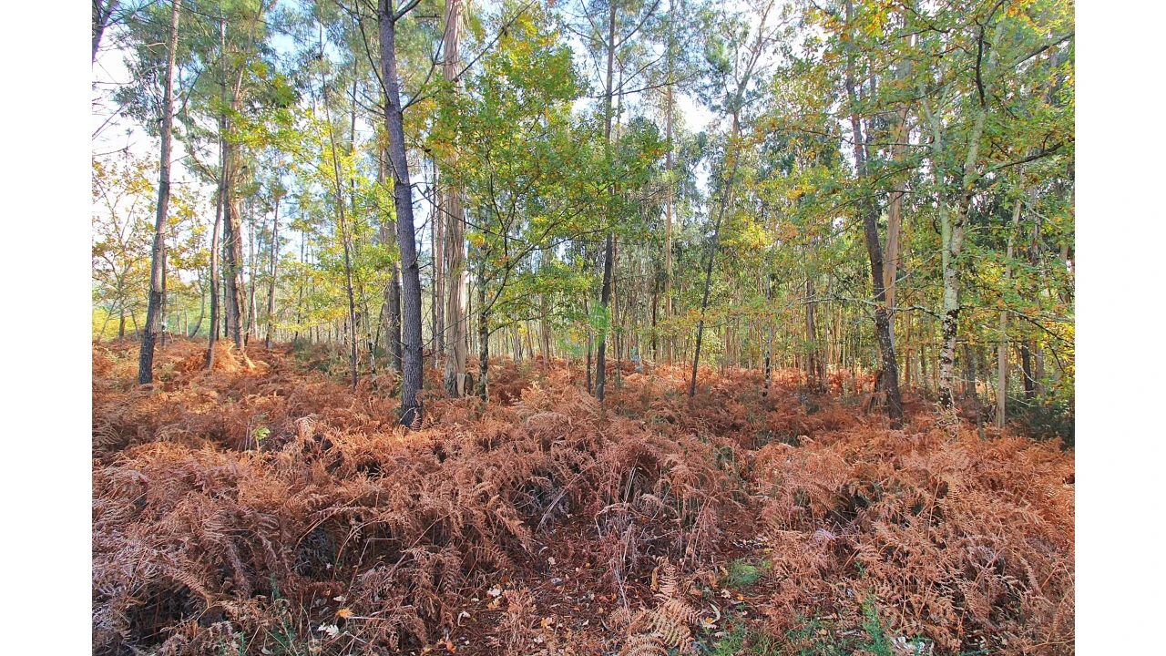 Terreno para Venda em Pico Foto 7