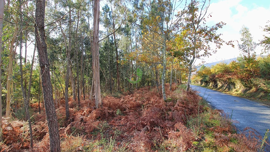 Terreno para Venda em Pico