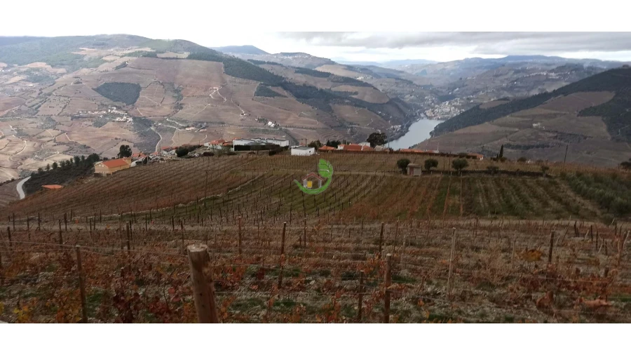 Terreno para Venda em Valença do Douro Foto 5