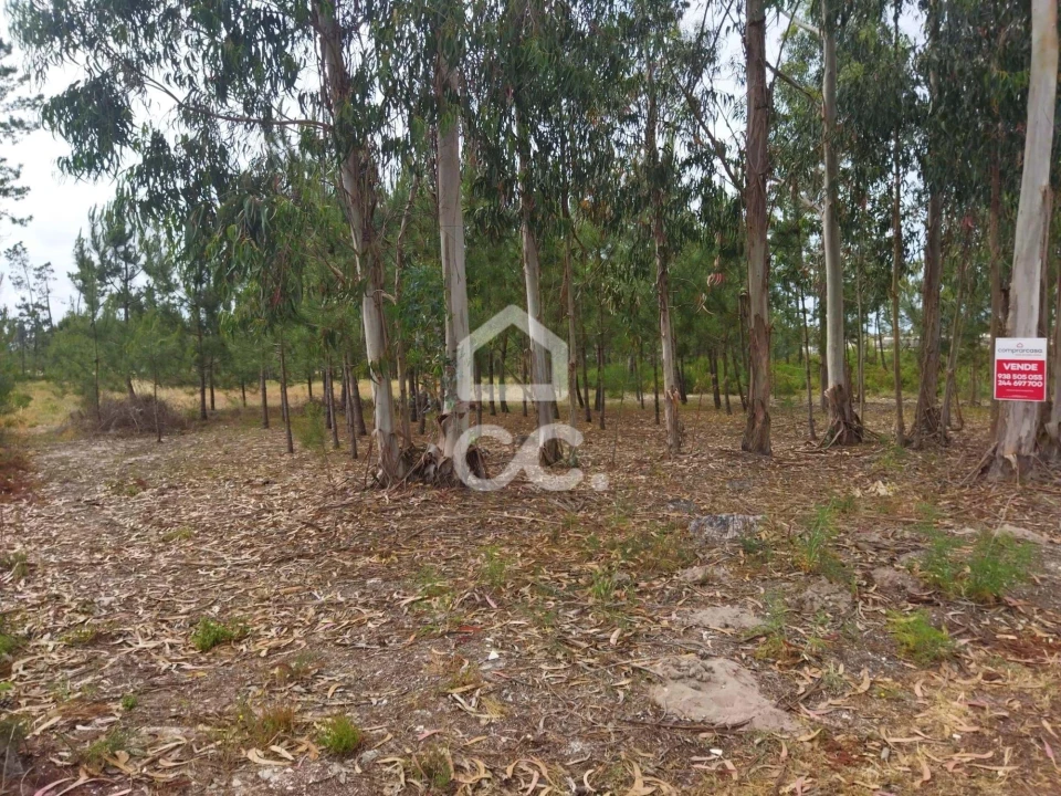 Terreno para Venda em Vieira de Leiria Foto 9
