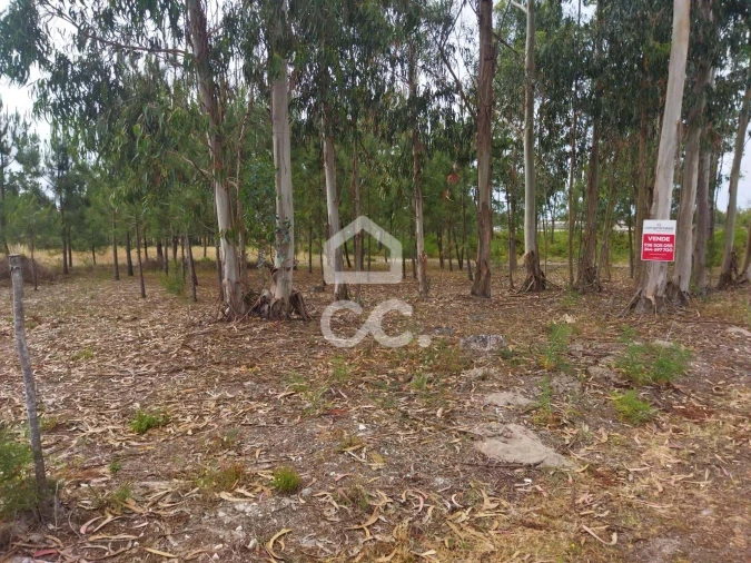 Terreno para Venda em Vieira de Leiria Foto 10