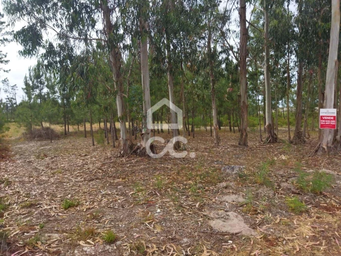 Terreno para Venda em Vieira de Leiria Foto 9