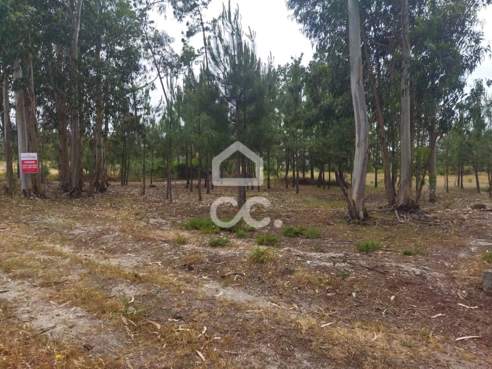 Terreno para Venda em Vieira de Leiria Foto 5