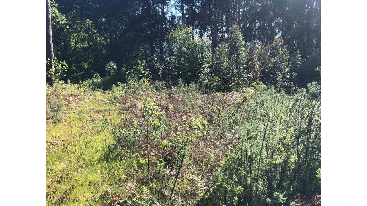 Terreno para Venda em Seixas Foto 11