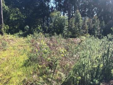 Terreno para Venda em Seixas