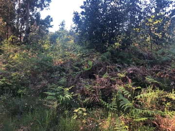 Terreno para Venda em Seixas