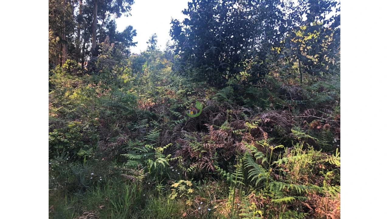 Terreno para Venda em Seixas Foto 4