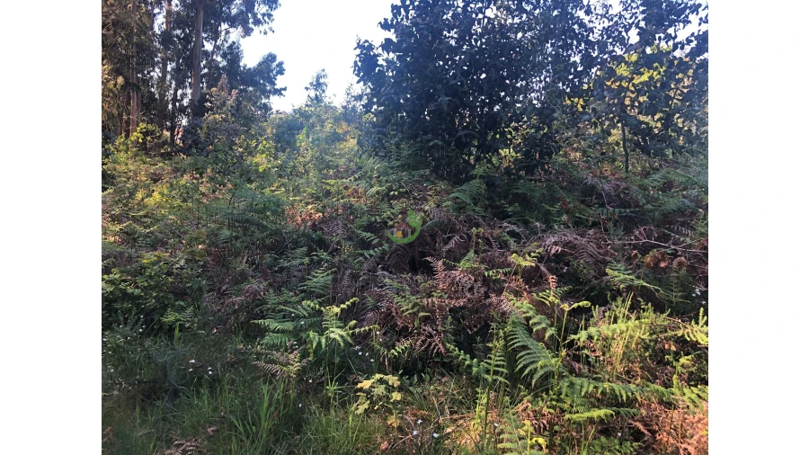 Terreno para Venda em Seixas Foto 4