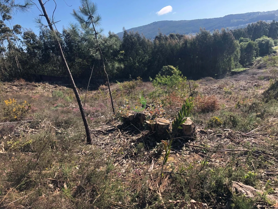 Terreno para Venda em Seixas Foto 11