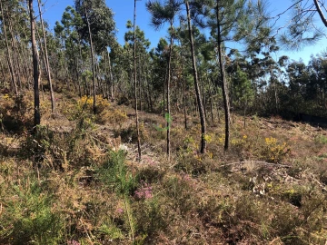 Terreno para Venda em Seixas