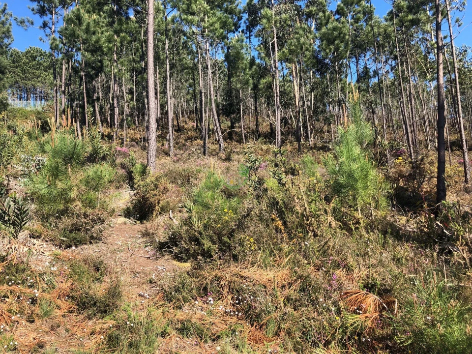 Terreno para Venda em Seixas Foto 9