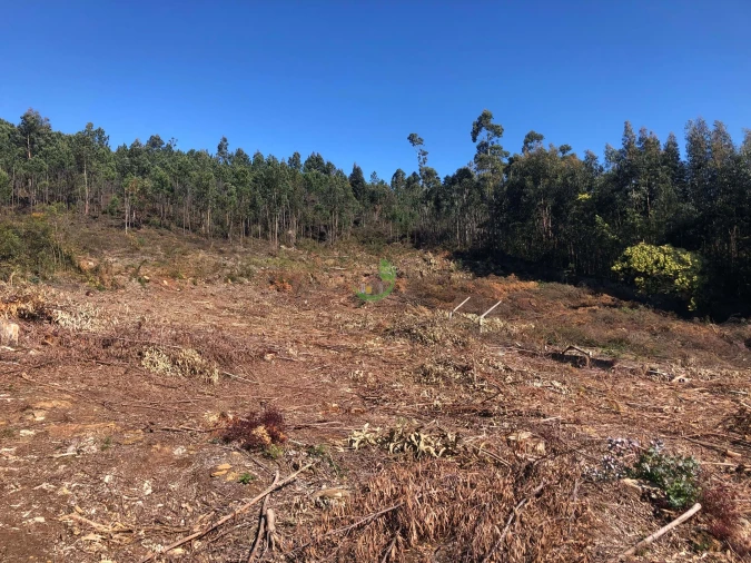 Terreno para Venda em Seixas Foto 5