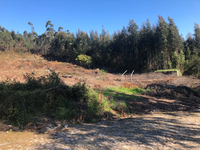 Terreno para Venda em Seixas Foto 2