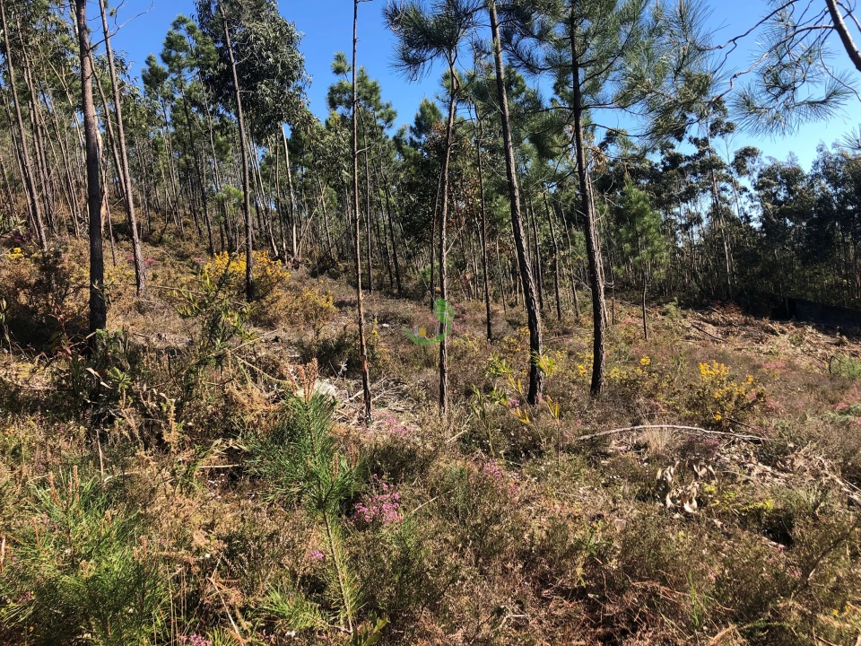 Terreno para Venda em Seixas Foto 10