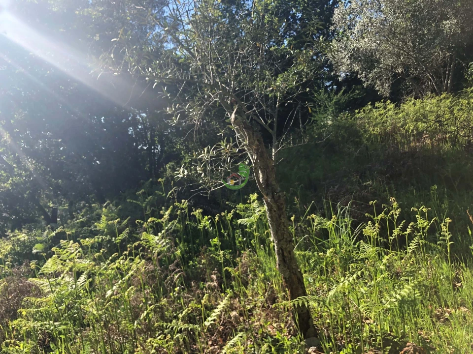 Terreno para Venda em Seixas Foto 4
