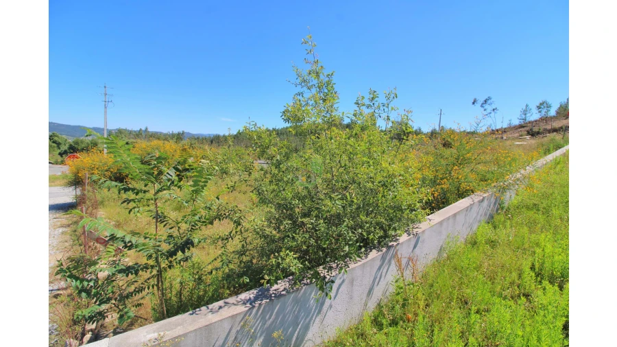 Terreno para Venda em Briteiros São Salvador e Briteiros Santa Leocádia Foto 2