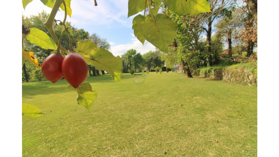 Quinta T10 para Venda em Esqueiros, Nevogilde e Travassós Foto 106