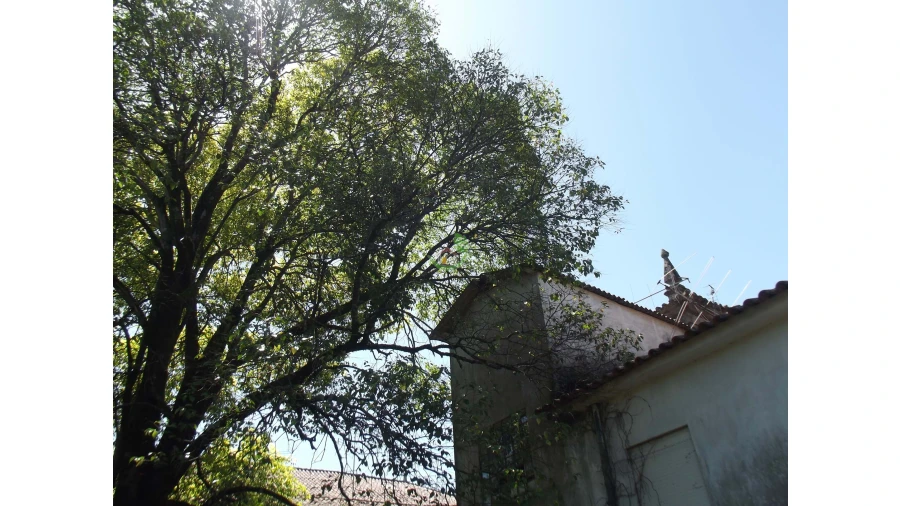 Terreno para Venda em Caldelas, Sequeiros e Paranhos Foto 11