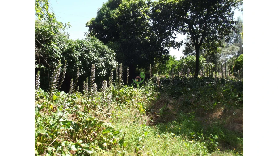 Terreno para Venda em Caldelas, Sequeiros e Paranhos Foto 7