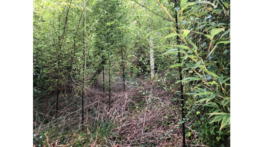 Terreno para Venda em Ganfei Foto 17