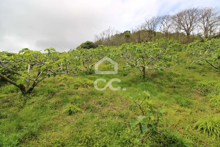 Moradia T3 para Venda em Ribeira Seca Foto 4