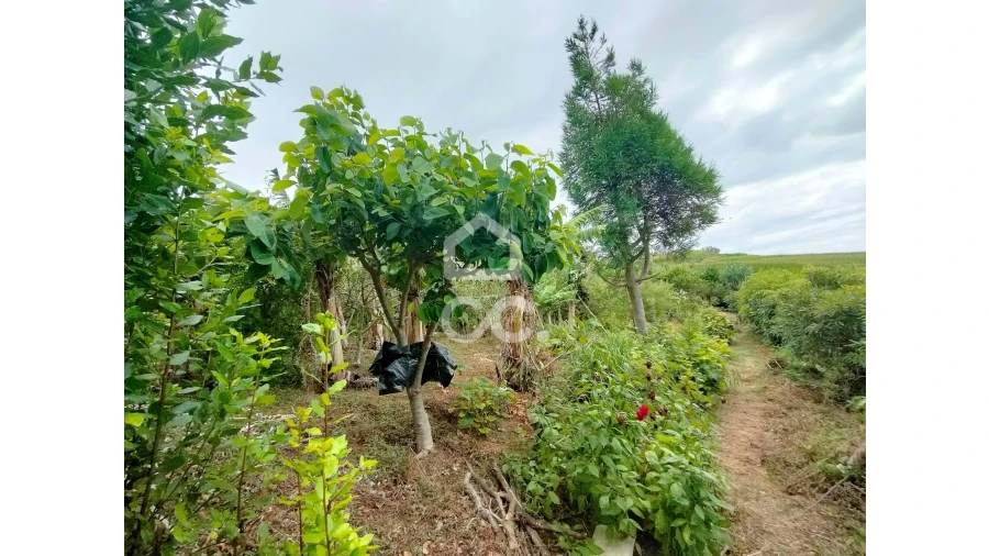 Terreno para Venda em Ponta Garça Foto 5
