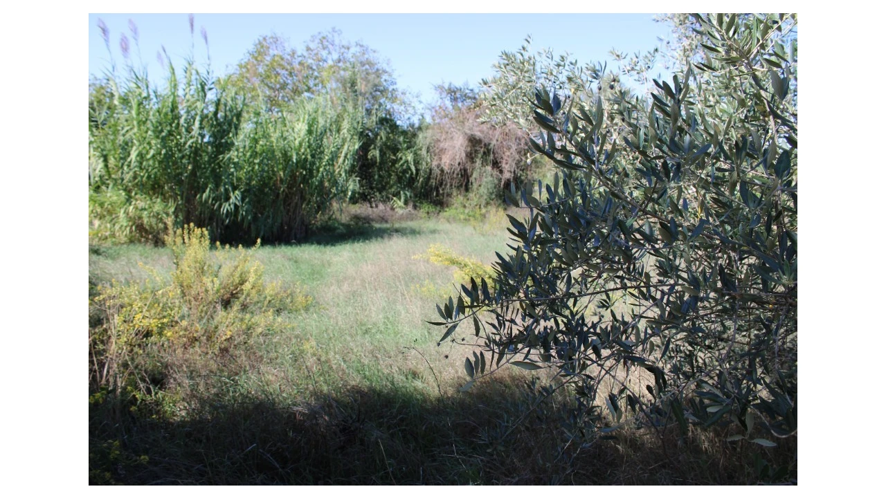 Terreno para Venda em Paialvo Foto 2