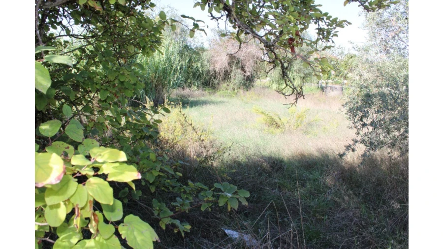 Terreno para Venda em Paialvo Foto 4