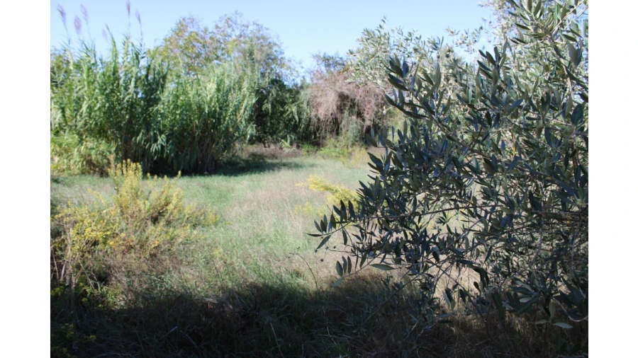 Terreno para Venda em Paialvo Foto 2
