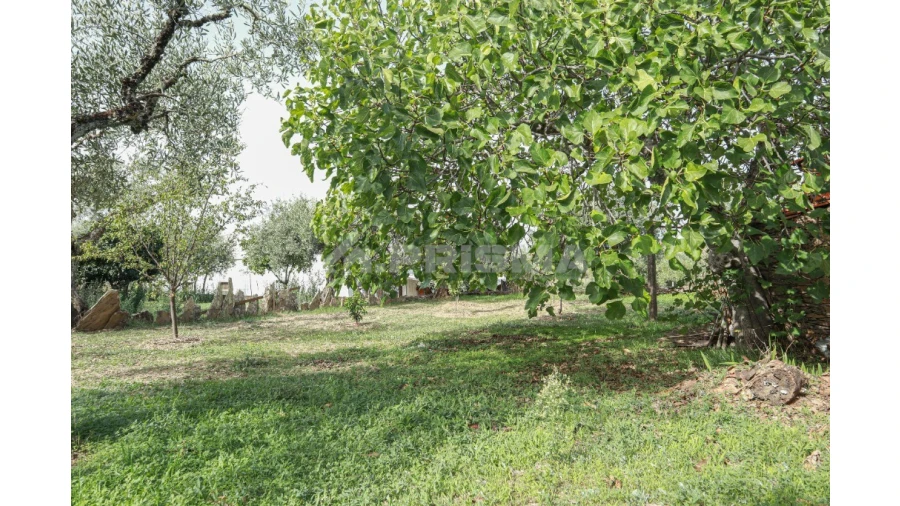 Terreno para Venda em Sarnadas de Rodão Foto 6