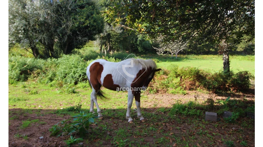 Quinta T5 para Venda em Gondoriz Foto 19