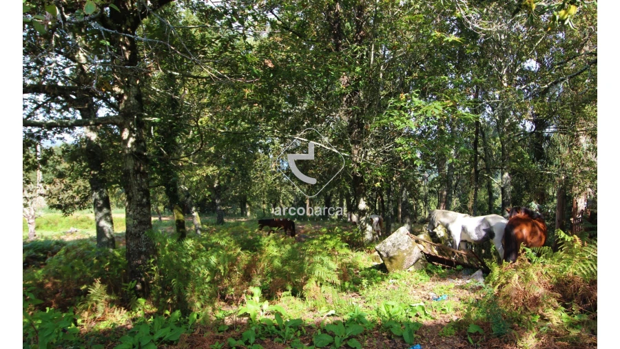 Quinta T5 para Venda em Gondoriz Foto 20