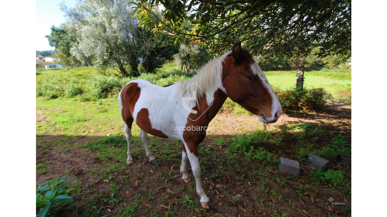 Quinta T5 para Venda em Gondoriz Foto 16