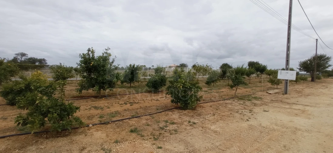 Quinta para Venda em Guia Foto 4